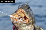 anarhichas lupus anarhichas lupus