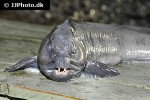 anarhichas lupus anarhichas lupus