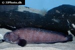 anarhichas lupus anarhichas lupus