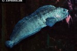 anarhichas lupus anarhichas lupus