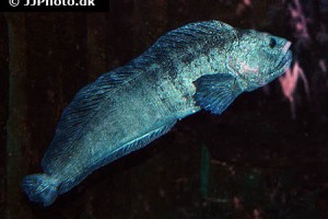 Wolffish