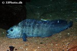 anarhichas lupus anarhichas lupus