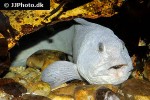 anarhichas lupus anarhichas lupus