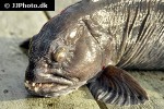 anarhichas lupus anarhichas lupus