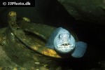 anarhichas lupus anarhichas lupus