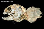 anarhichas lupus anarhichas lupus