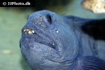 anarhichas lupus anarhichas lupus