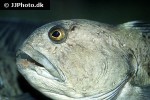 anarhichas lupus anarhichas lupus