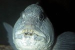 anarhichas lupus anarhichas lupus