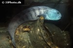 anarhichas lupus anarhichas lupus