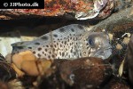 anarhichas minor anarhichas minor