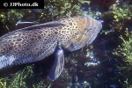 anarhichas minor anarhichas minor