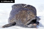 anarhichas minor anarhichas minor
