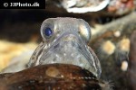 anarhichas minor anarhichas minor