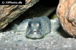 anarhichas minor anarhichas minor