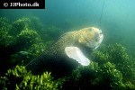anarhichas minor anarhichas minor