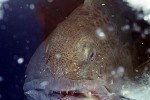 anarhichas minor anarhichas minor