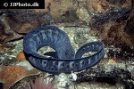 anarrhichthys ocellatus anarrhichthys ocellatus