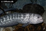 anarrhichthys ocellatus anarrhichthys ocellatus