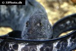 anarrhichthys ocellatus anarrhichthys ocellatus