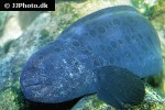 anarrhichthys ocellatus anarrhichthys ocellatus