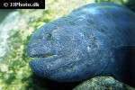 anarrhichthys ocellatus anarrhichthys ocellatus