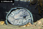 anarrhichthys ocellatus anarrhichthys ocellatus