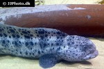 anarrhichthys ocellatus anarrhichthys ocellatus