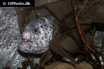 anarrhichthys ocellatus anarrhichthys ocellatus