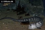 anarrhichthys ocellatus anarrhichthys ocellatus