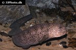 anarrhichthys ocellatus anarrhichthys ocellatus