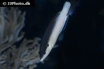 anampses neoguinaicus anampses neoguinaicus