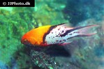 bodianus anthioides bodianus anthioides
