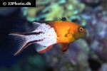 bodianus anthioides bodianus anthioides