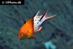 bodianus anthioides bodianus anthioides