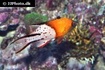 bodianus anthioides bodianus anthioides