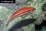 bodianus bennetti bodianus bennetti