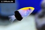 bodianus bilunulatus bodianus bilunulatus
