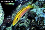 bodianus bimaculatus bodianus bimaculatus