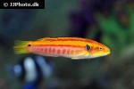 bodianus bimaculatus bodianus bimaculatus