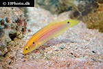 bodianus bimaculatus bodianus bimaculatus