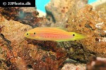 bodianus bimaculatus bodianus bimaculatus