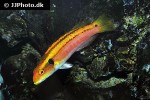 bodianus bimaculatus bodianus bimaculatus