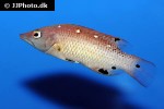 bodianus diana bodianus diana