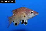 bodianus diana bodianus diana