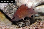 bodianus diana bodianus diana