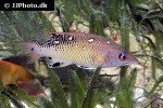 bodianus diana bodianus diana