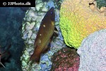 bodianus diana bodianus diana