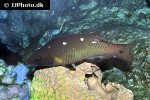 bodianus diana bodianus diana
