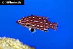 bodianus diana bodianus diana